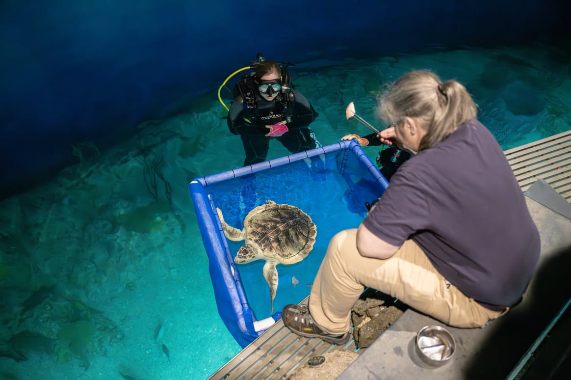 Sea in blue enclosure near two National Aquarium workers