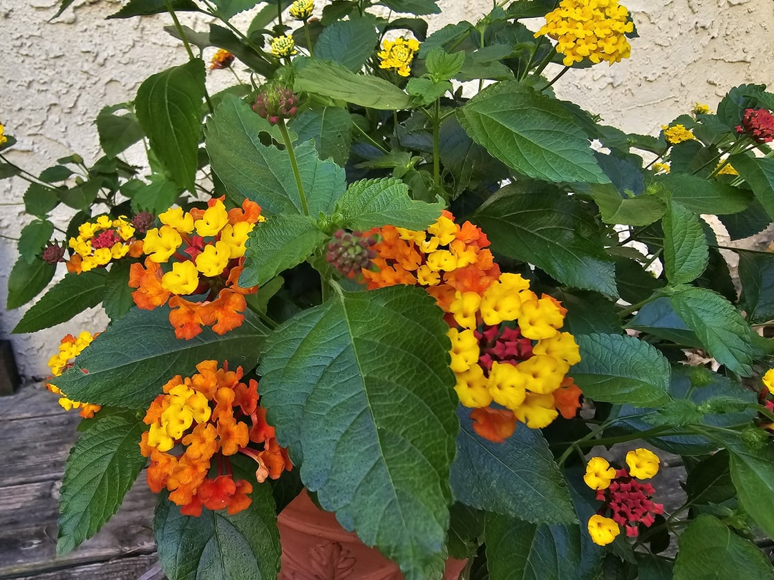 lantana