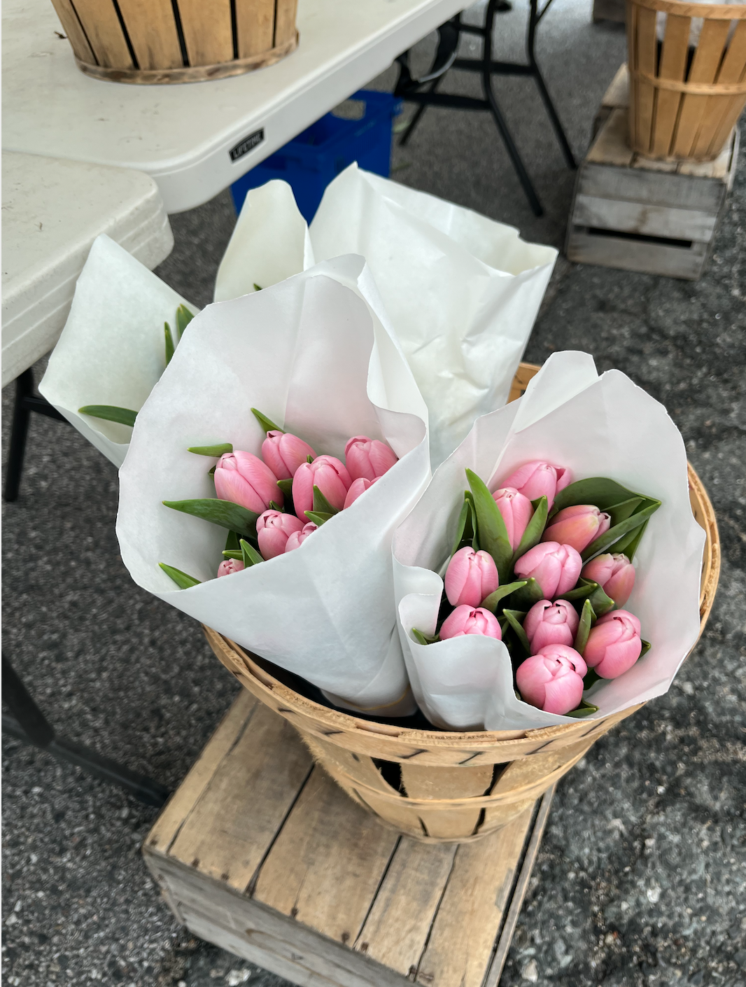 Pink tulips in several bouquets with white paper wrapping