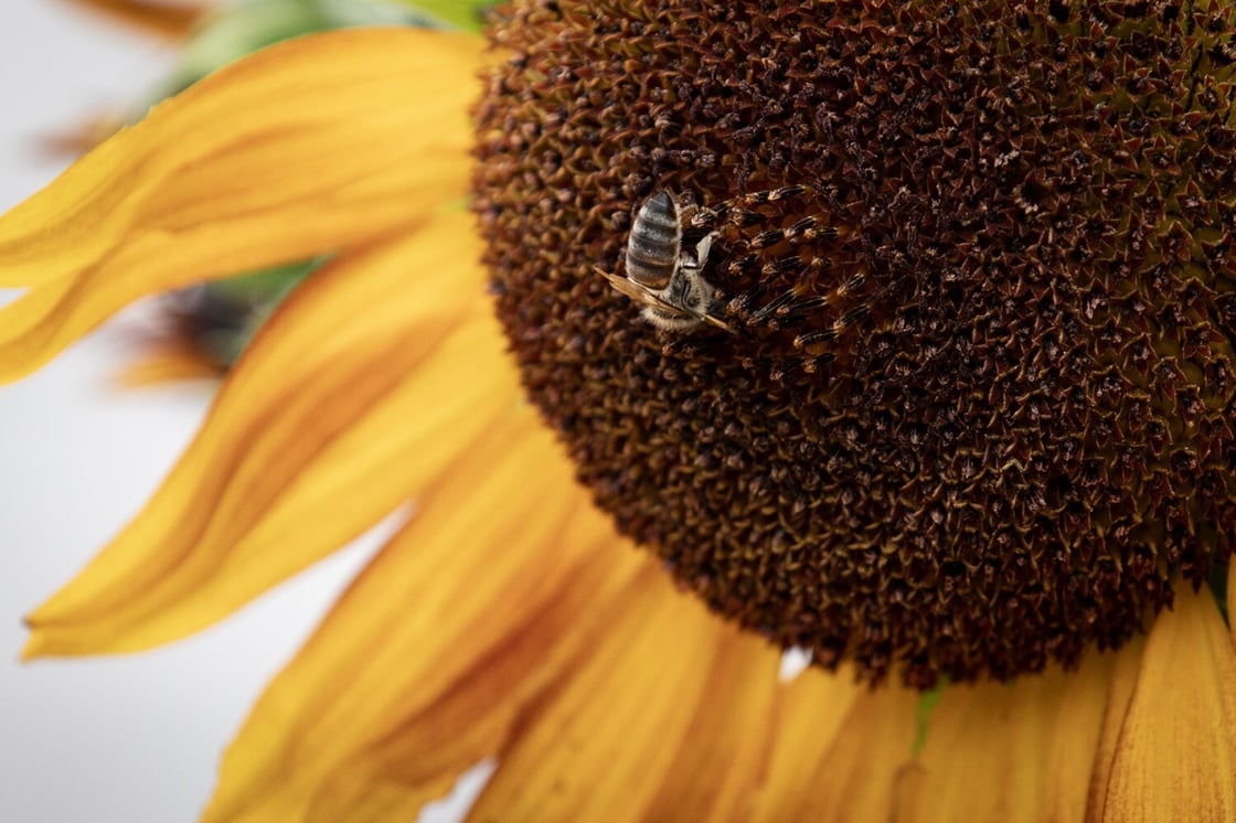 braddock-farms-pittsburgh-bee