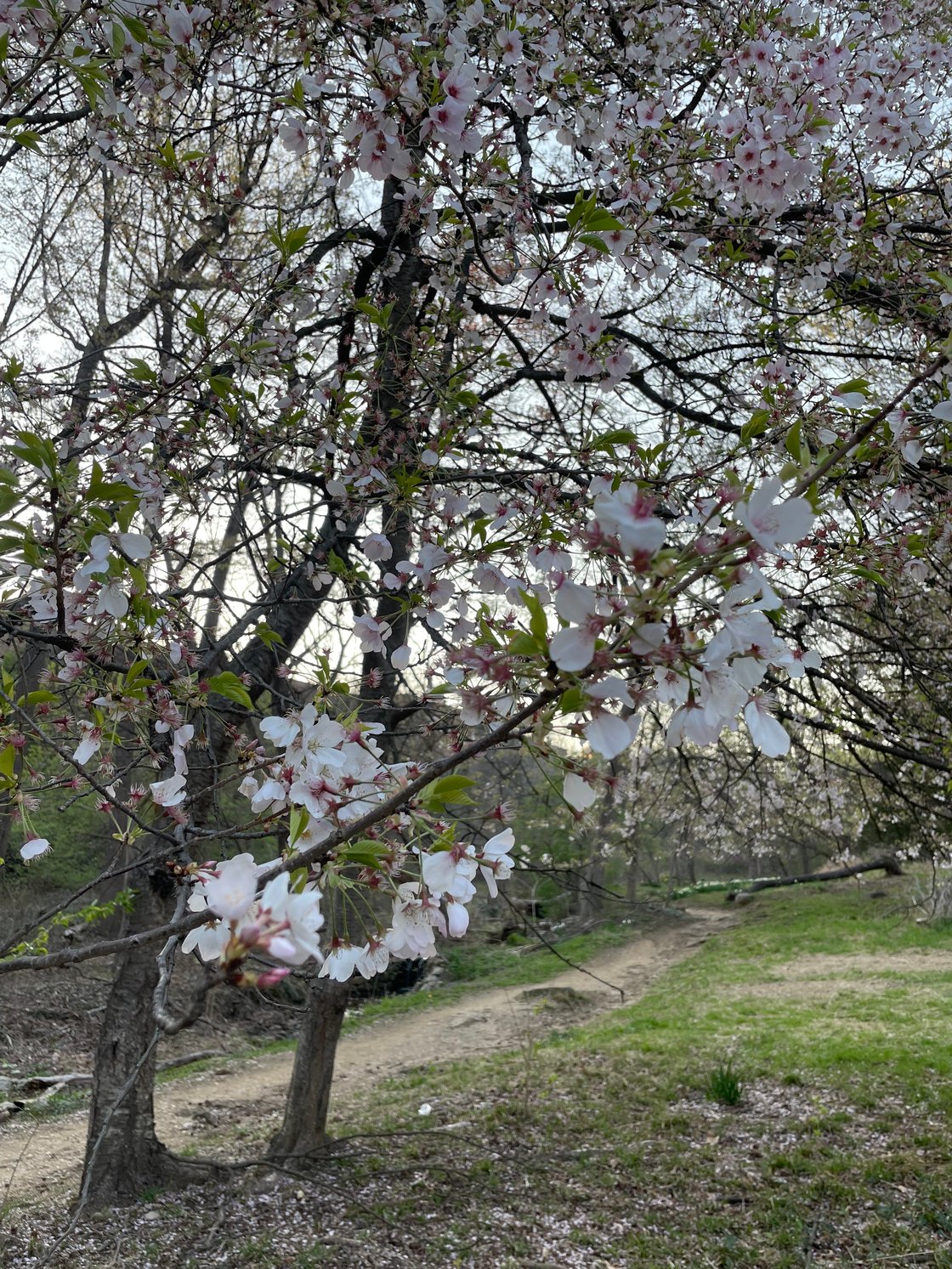 cherry-blossoms-georgetown-dc